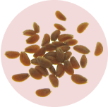 Lepidium Sativum L. Seed Extract
