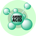 Amino acidsAmino Acids