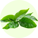 Green Tea Extract